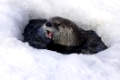 Fischotter (europäischer), Lutra lutra, European Otter, playing in a icehole in winter, captive, Germany